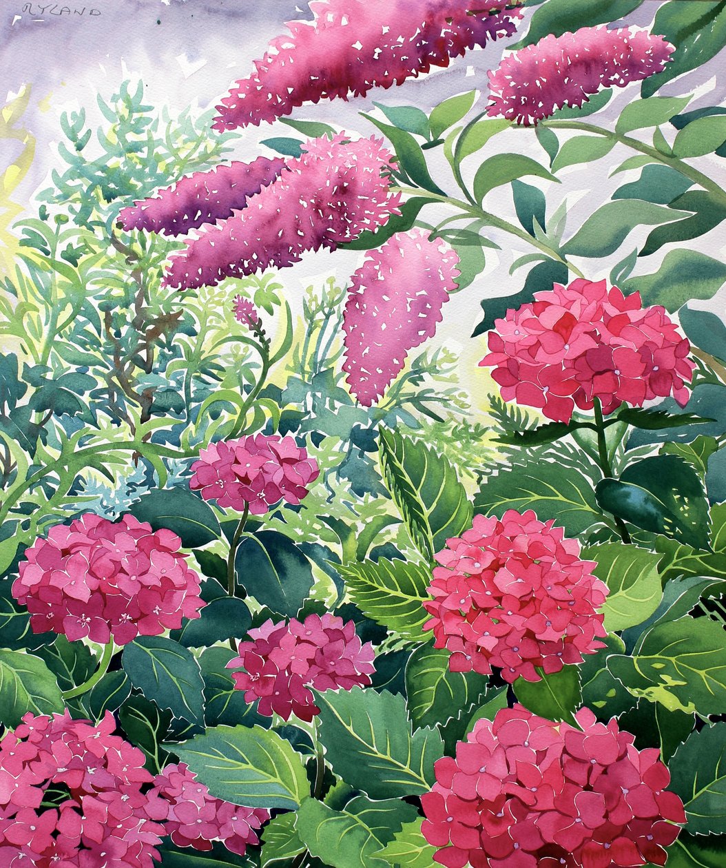 花园绣球花和醉鱼草（纸上水彩） 作者 克里斯托弗·莱兰