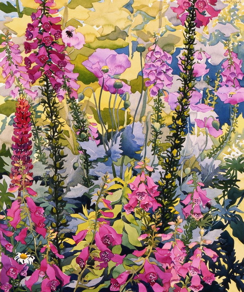 狐狸草花园（纸上水彩画） 作者 克里斯托弗·莱兰