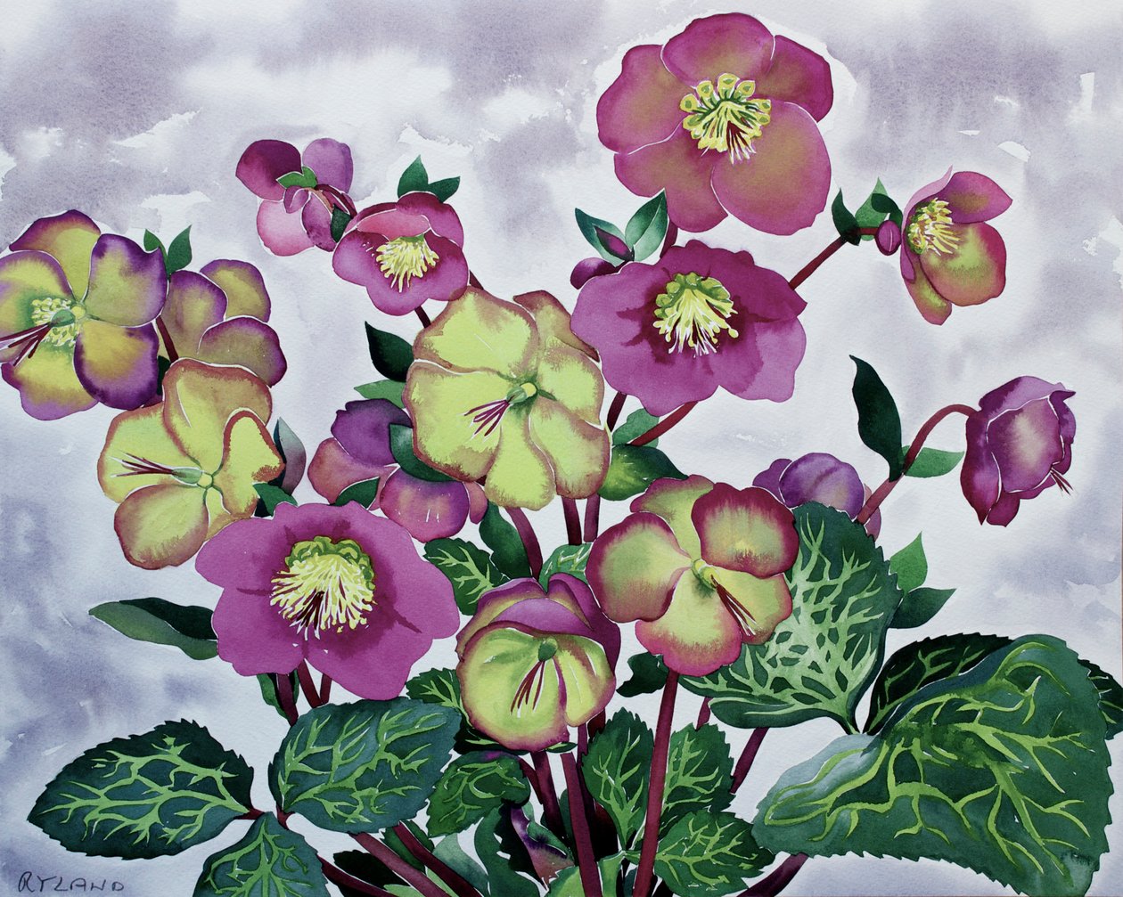 嚏根草属（2） 作者 克里斯托弗·莱兰