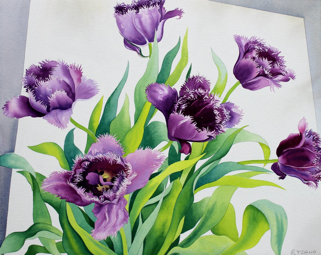 紫色条纹郁金香（纸上水彩） 作者 克里斯托弗·莱兰