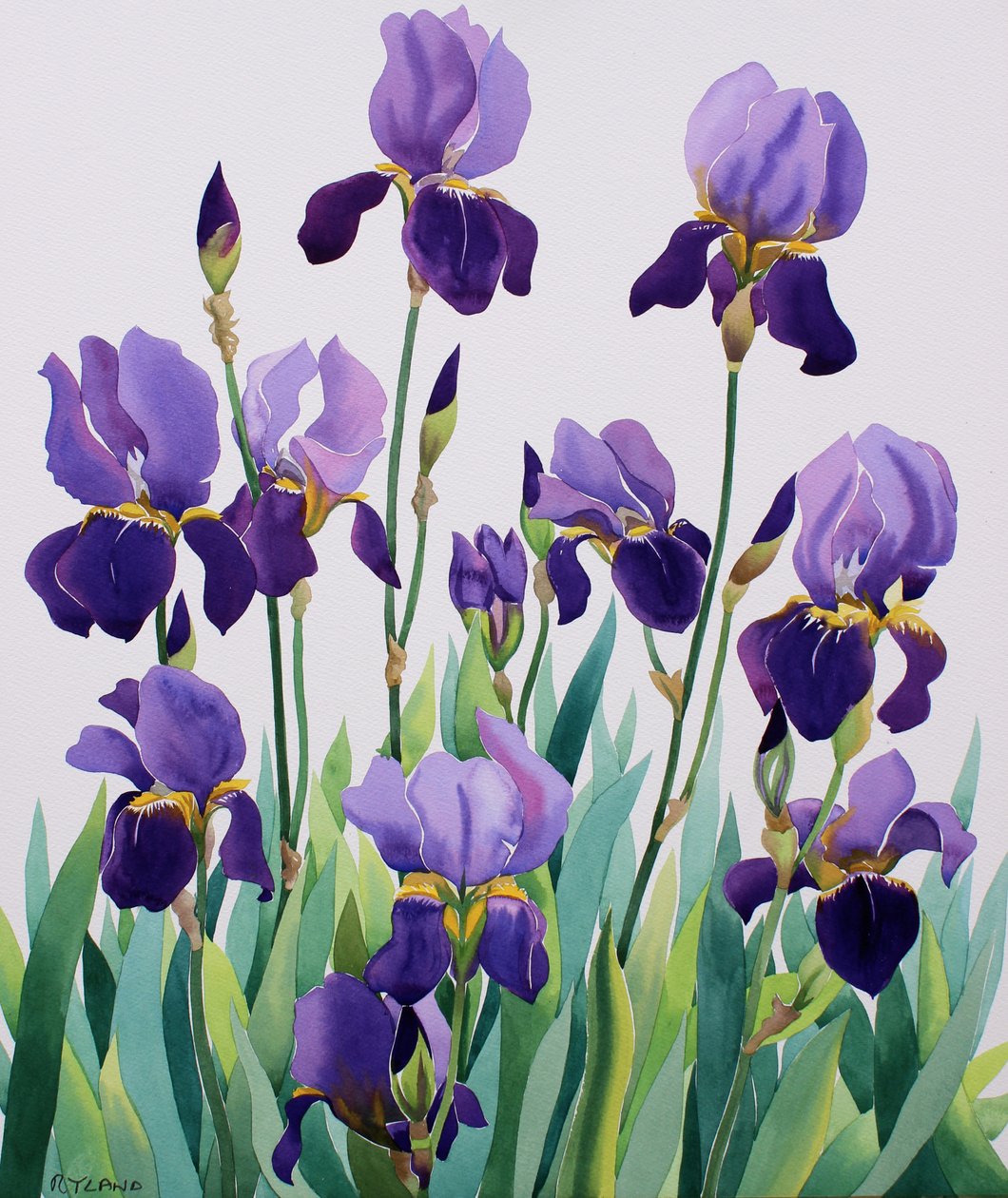 Purple Irises 作者 克里斯托弗·莱兰