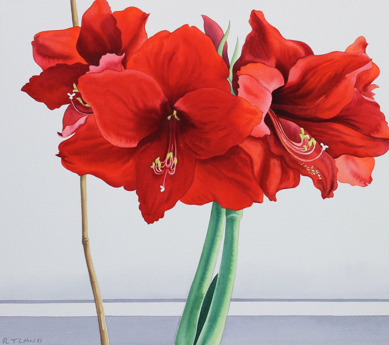 Red Amaryllis (watercolour on paper) 作者 克里斯托弗·莱兰