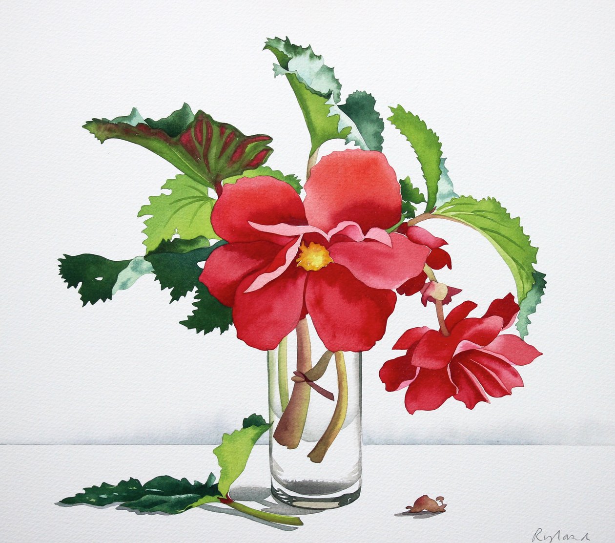 Red Begonia 作者 克里斯托弗·莱兰