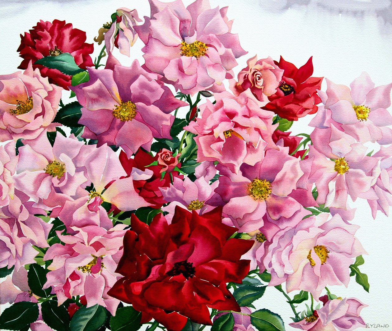 红玫瑰和粉红玫瑰，2008年（纸上写着） 作者 克里斯托弗·莱兰