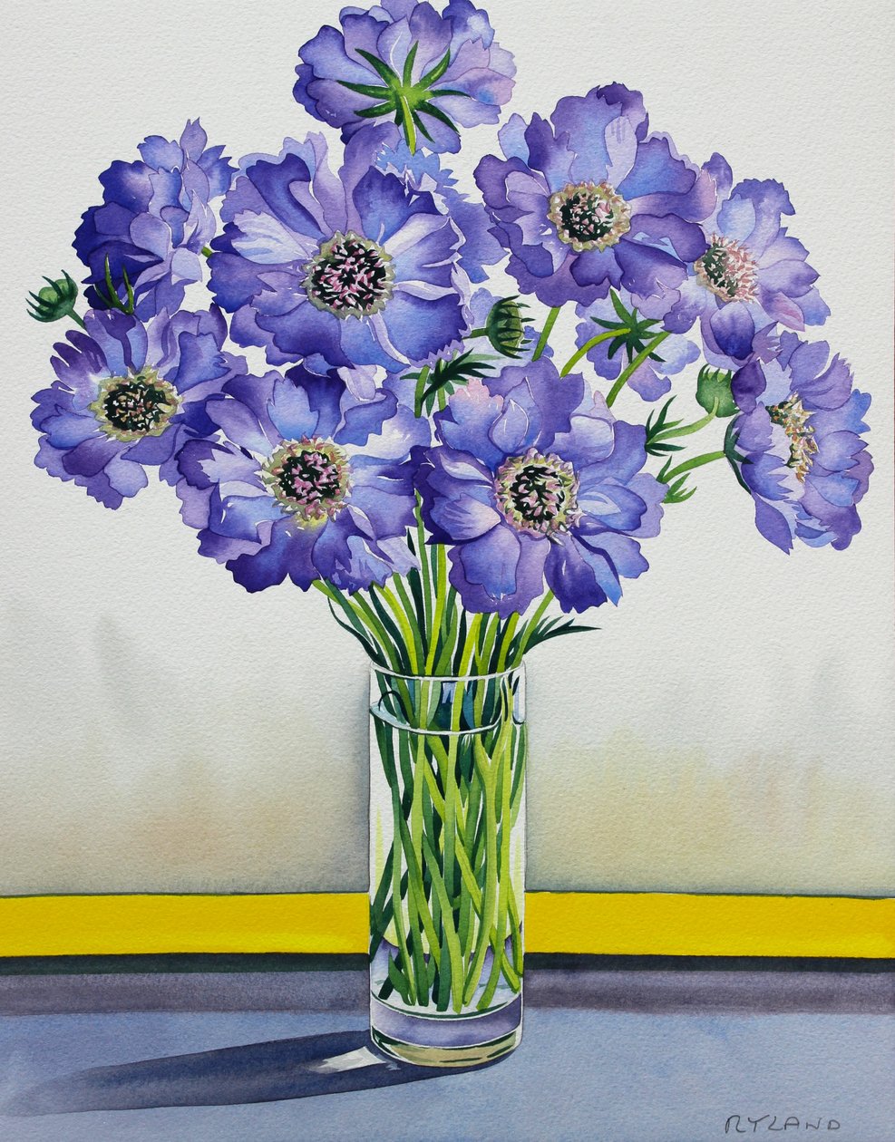 Scabious with Yellow Band（纸上水彩） 作者 克里斯托弗·莱兰