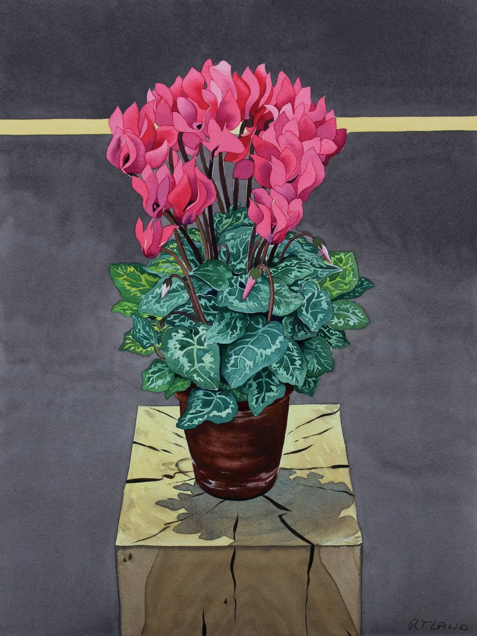 Still Life Cyclamen (watercolour on paper) 作者 克里斯托弗·莱兰