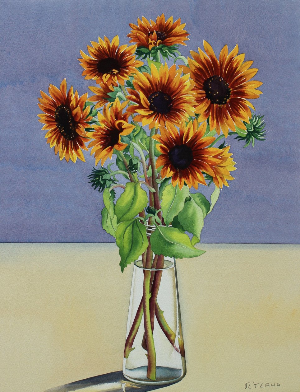 Sunflowers (watercolour on paper) 作者 克里斯托弗·莱兰