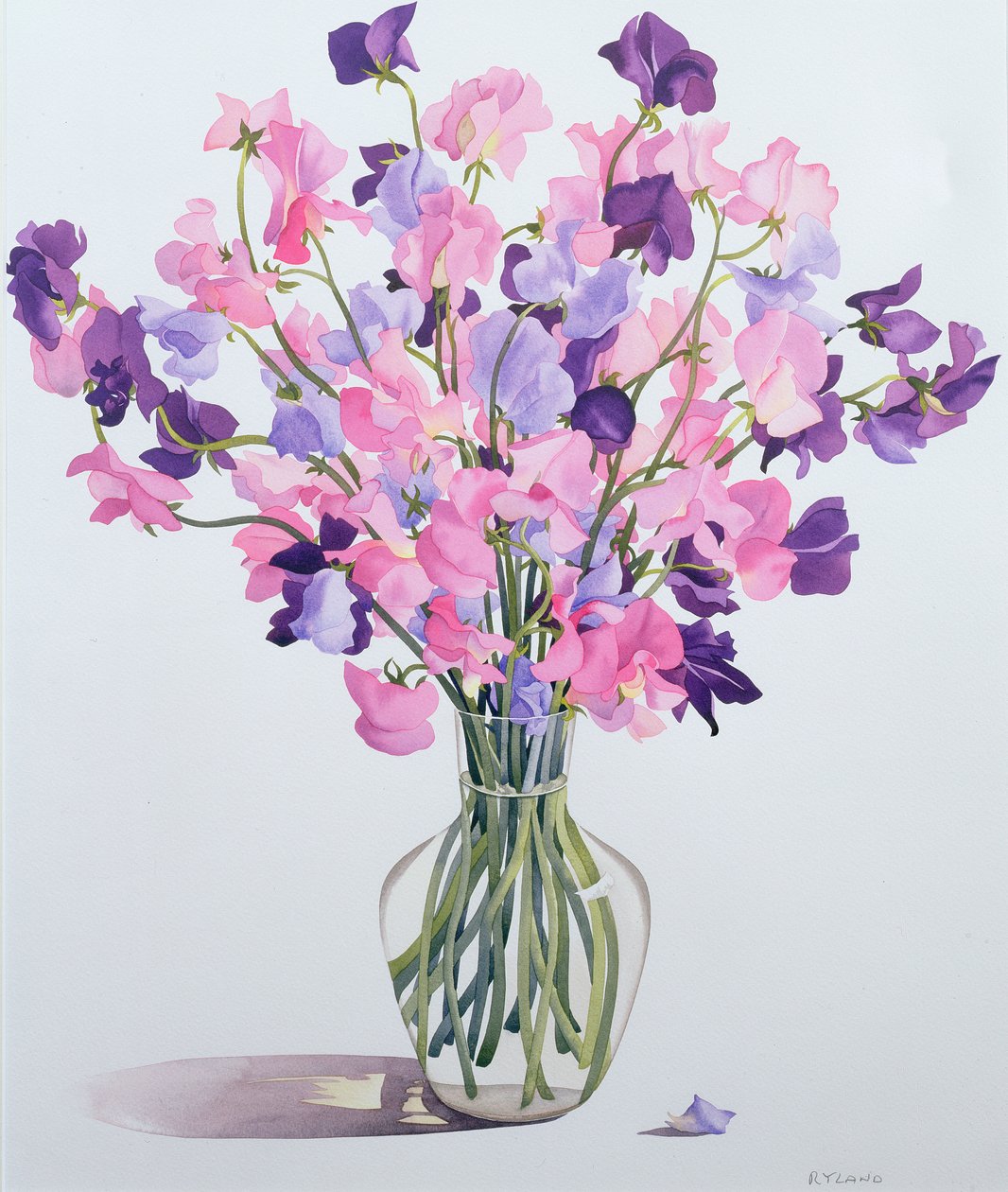 Sweetpeas，2007（wc on paper） 作者 克里斯托弗·莱兰