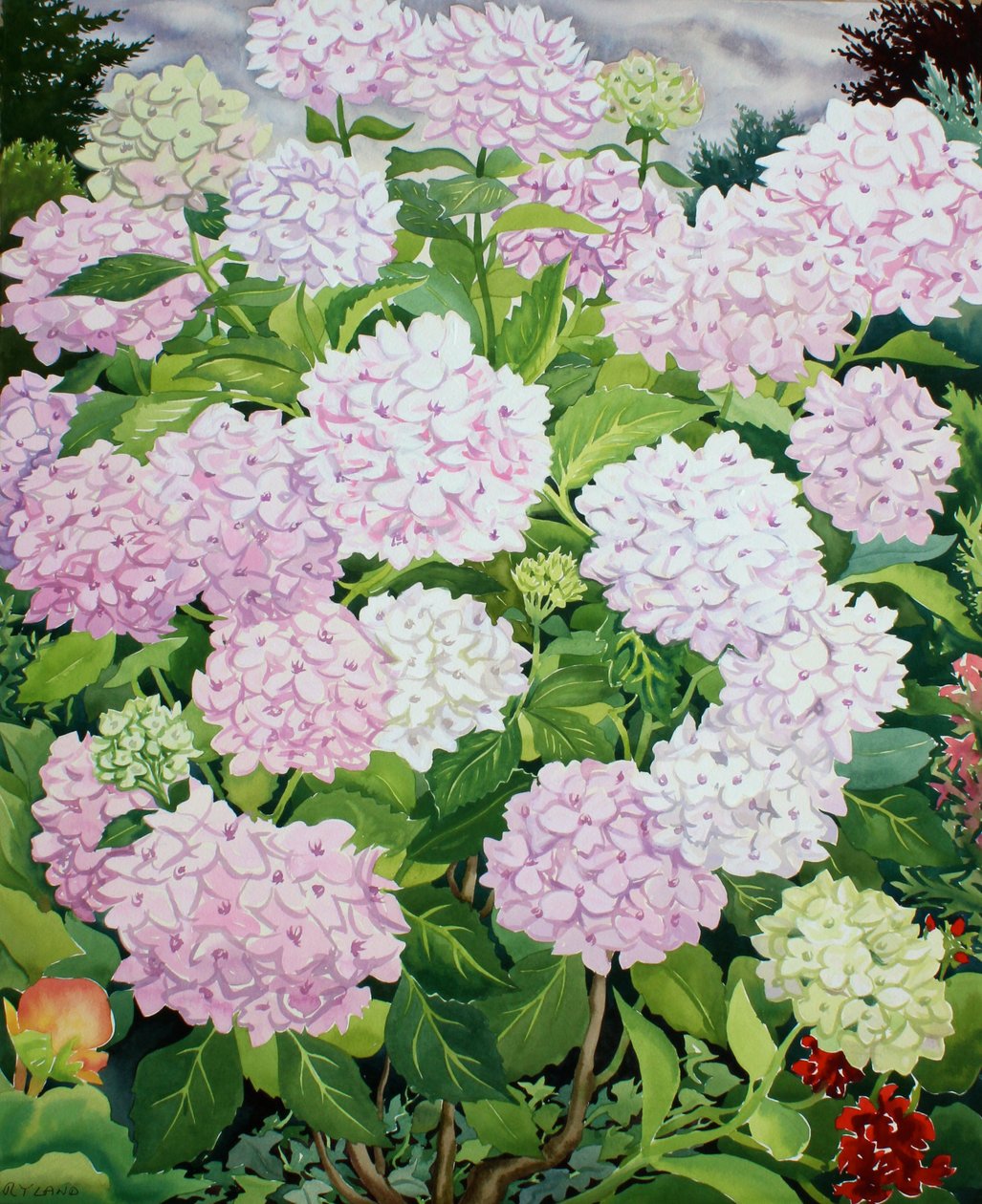 白色绣球花 作者 克里斯托弗·莱兰