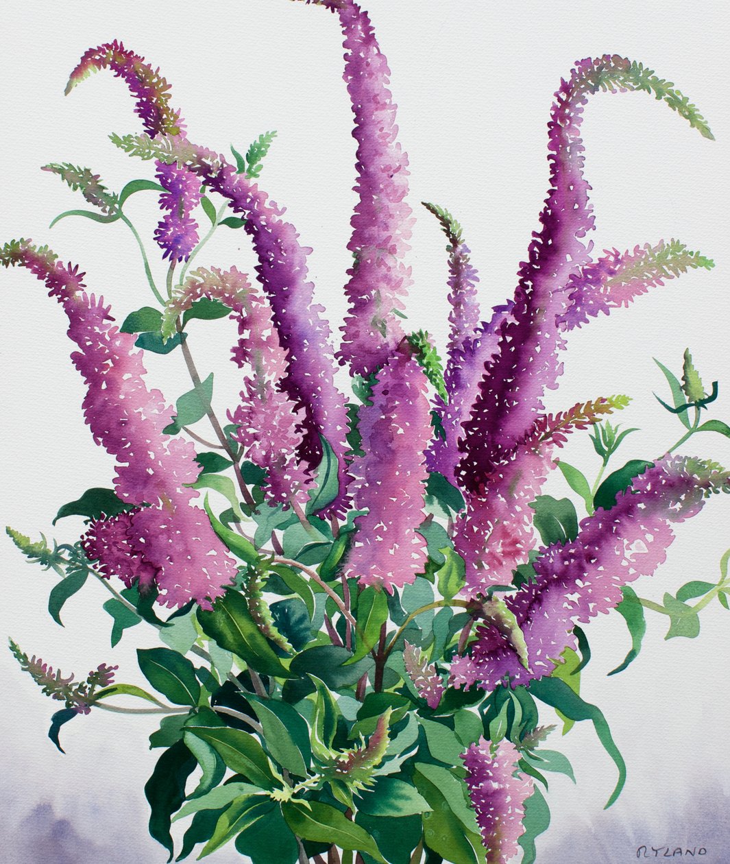 Wild Buddleia 作者 克里斯托弗·莱兰