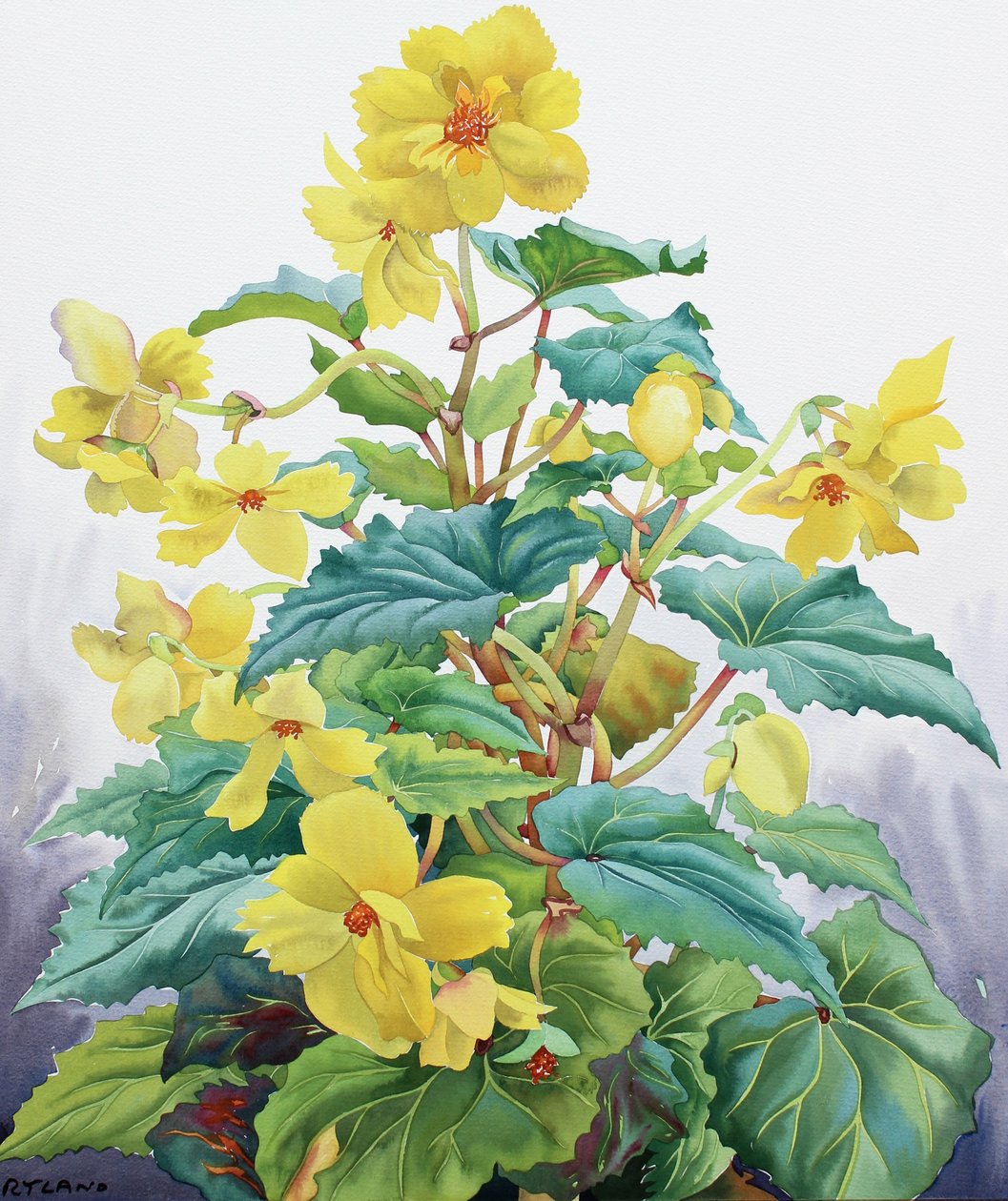 Yellow Begonia 2 作者 克里斯托弗·莱兰