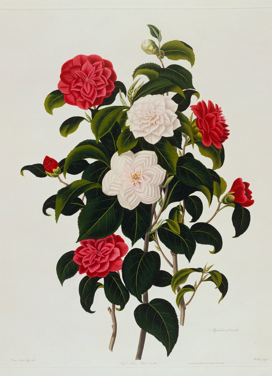 浅黄色或休ume的腮红茶花：桃金娘花茶，由韦德尔刻，1819年 作者 克拉拉·玛丽亚·波普（Clara Maria Pope）