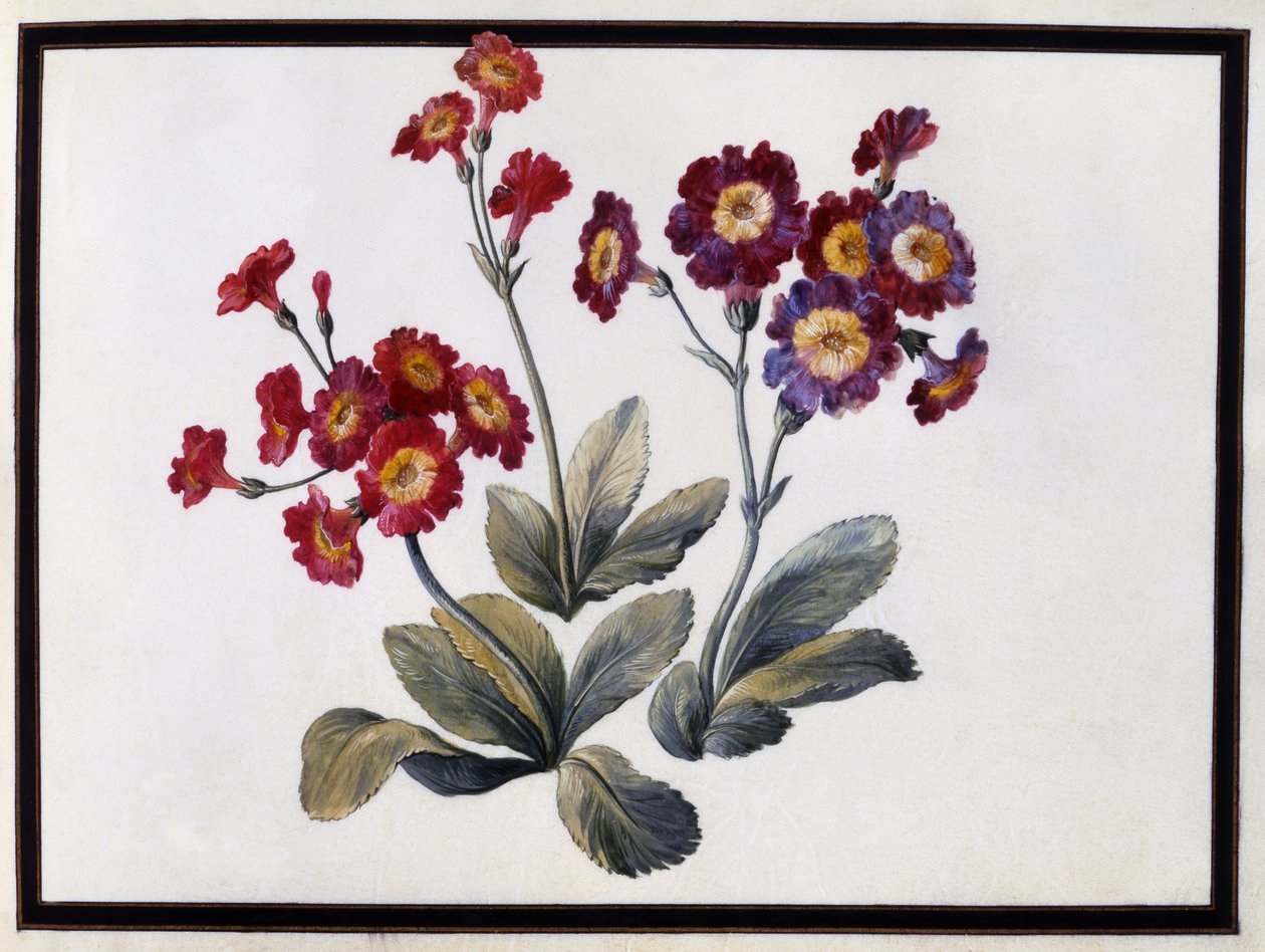 Auricula，c.1690 作者 克洛德·奥布里埃