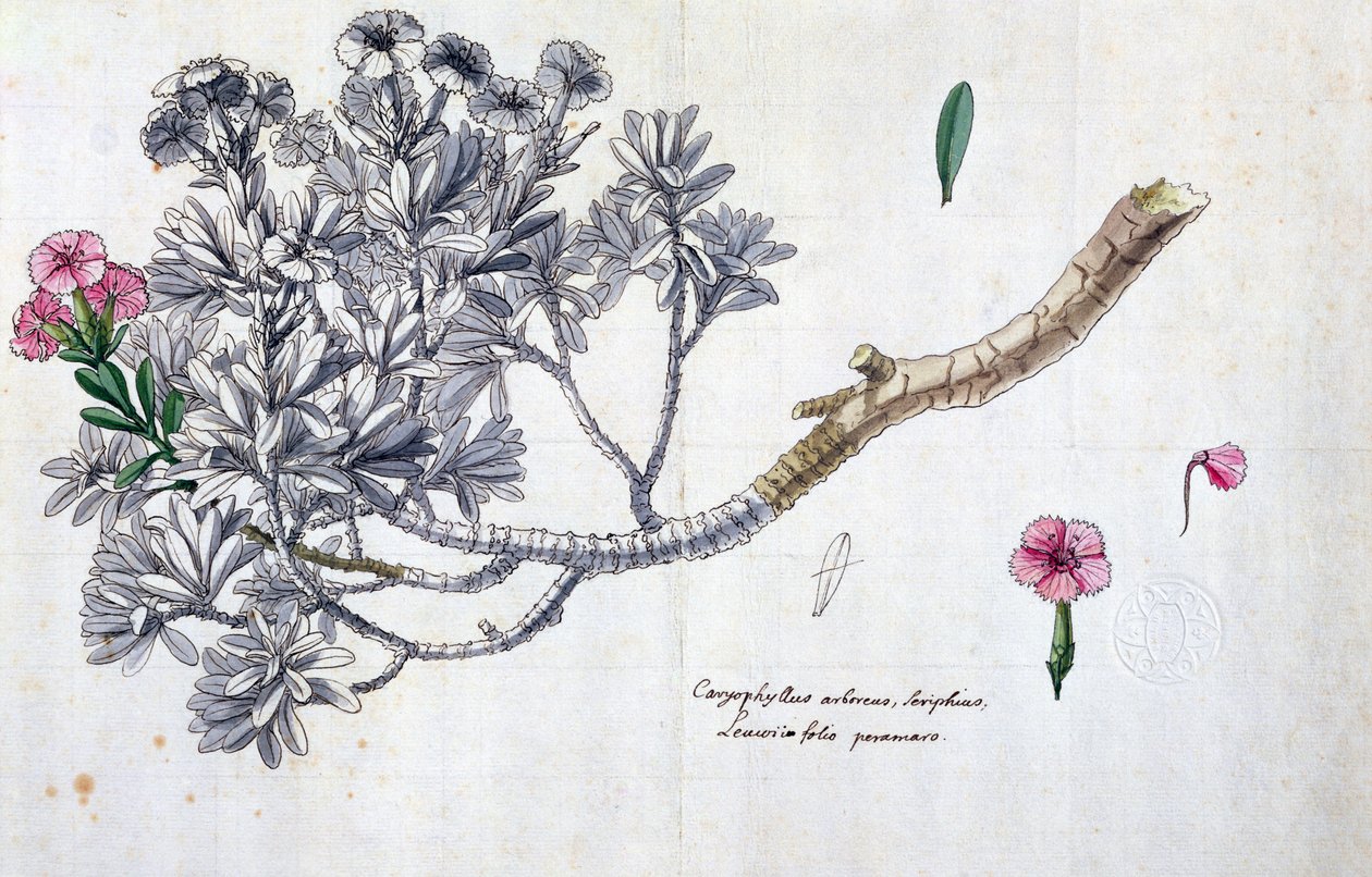Caryophyllus Arboreus和Seriphius，来自Joseph Pitton de Tournefort（1656-1708）的作品（笔墨水和纸张上的wc） 作者 克洛德·奥布里埃