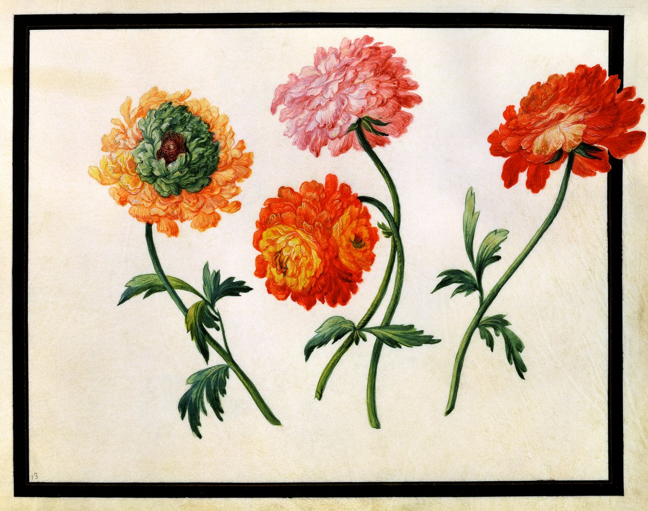 菊花 作者 克洛德·奥布里埃