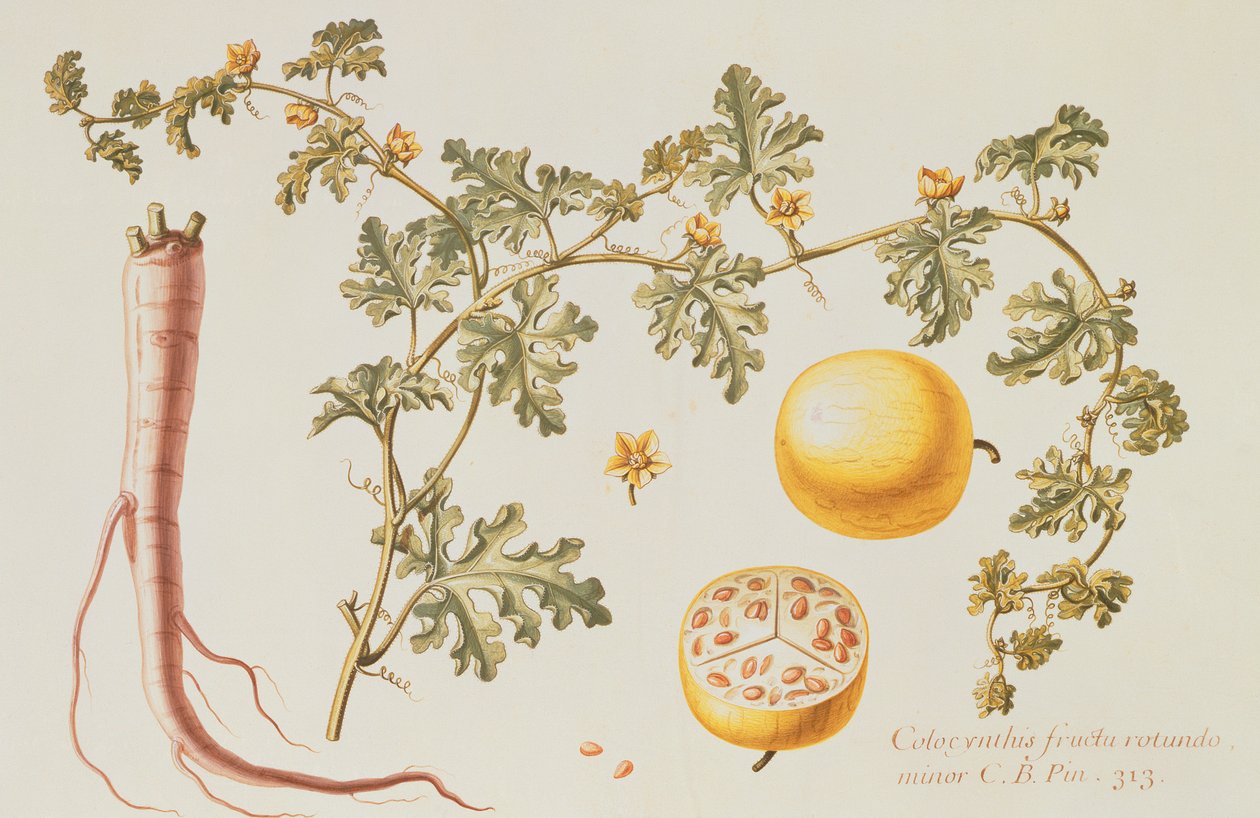 Citrullus Colocynthius（苦苹果和苦黄瓜）（牛皮纸上的水粉和水粉） 作者 克洛德·奥布里埃