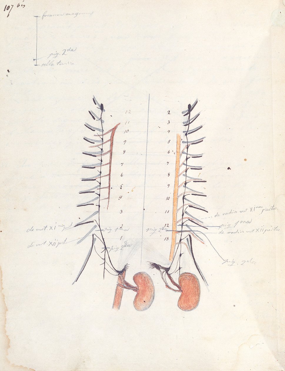 肾脏，c.1843（笔和墨水和彩色铅笔在纸上） 作者 克劳德·伯纳德