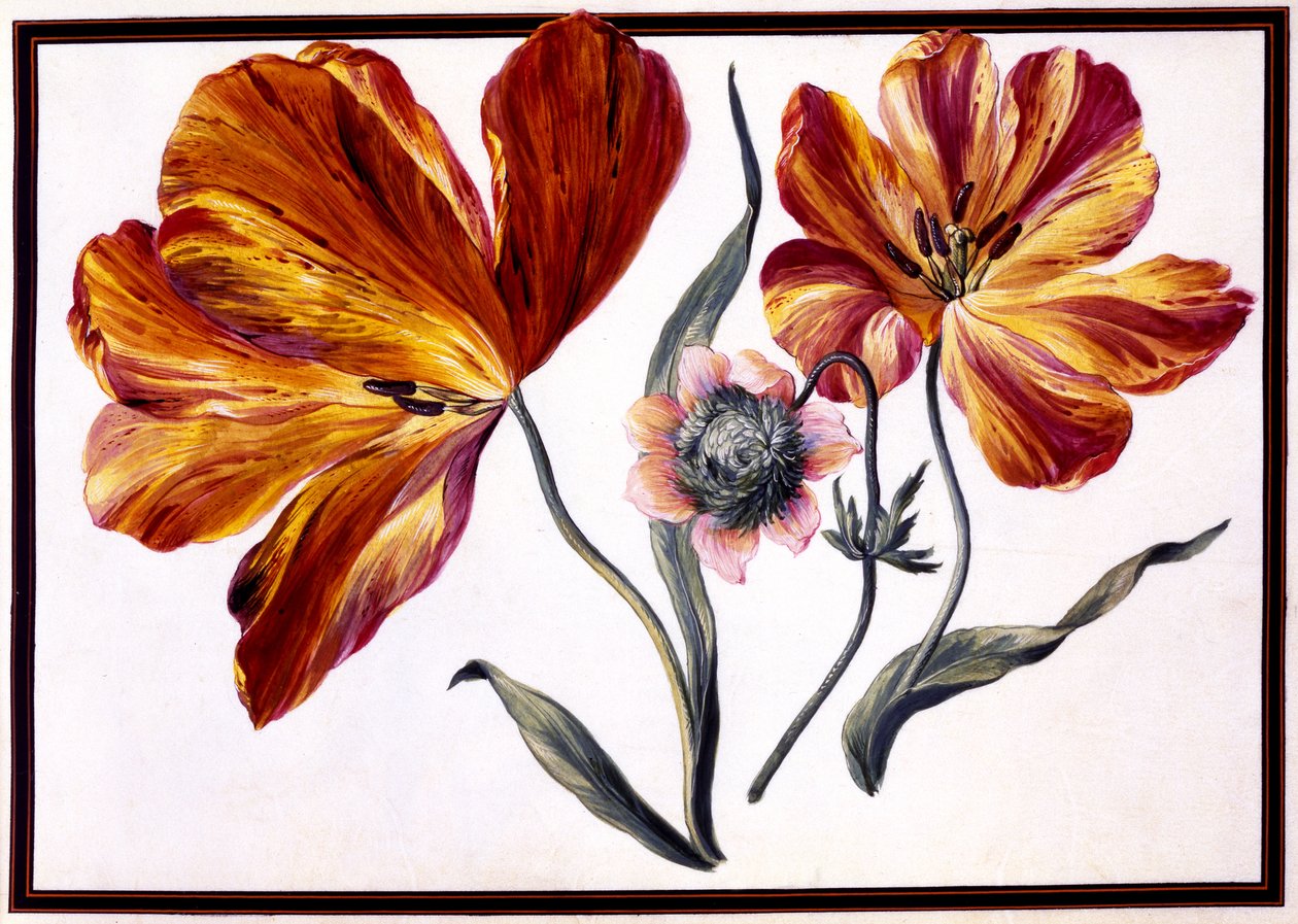 郁金香和Anenome，c.1690 作者 克洛德·奥布里埃