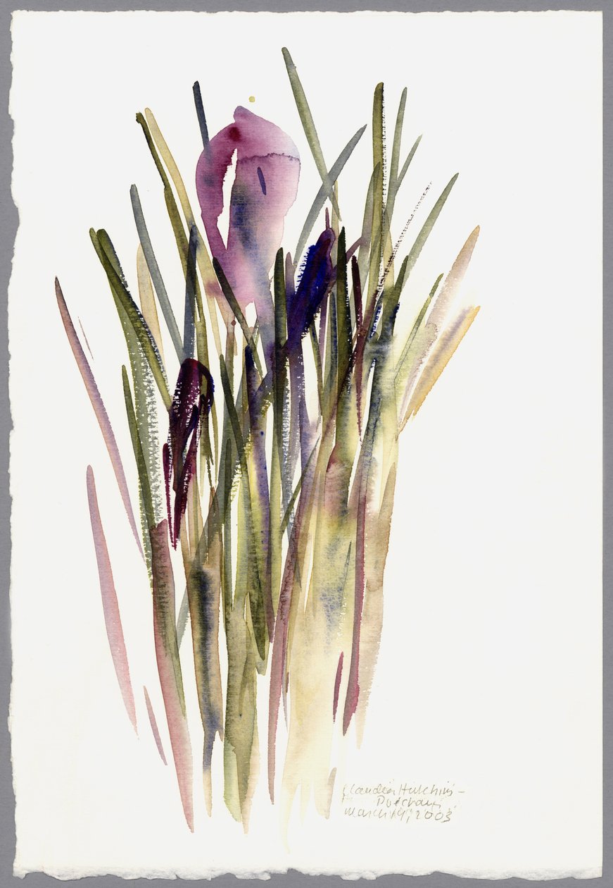 Crocus，2003（水彩画） 作者 克劳迪娅·哈钦斯（Claudia Hutchins）