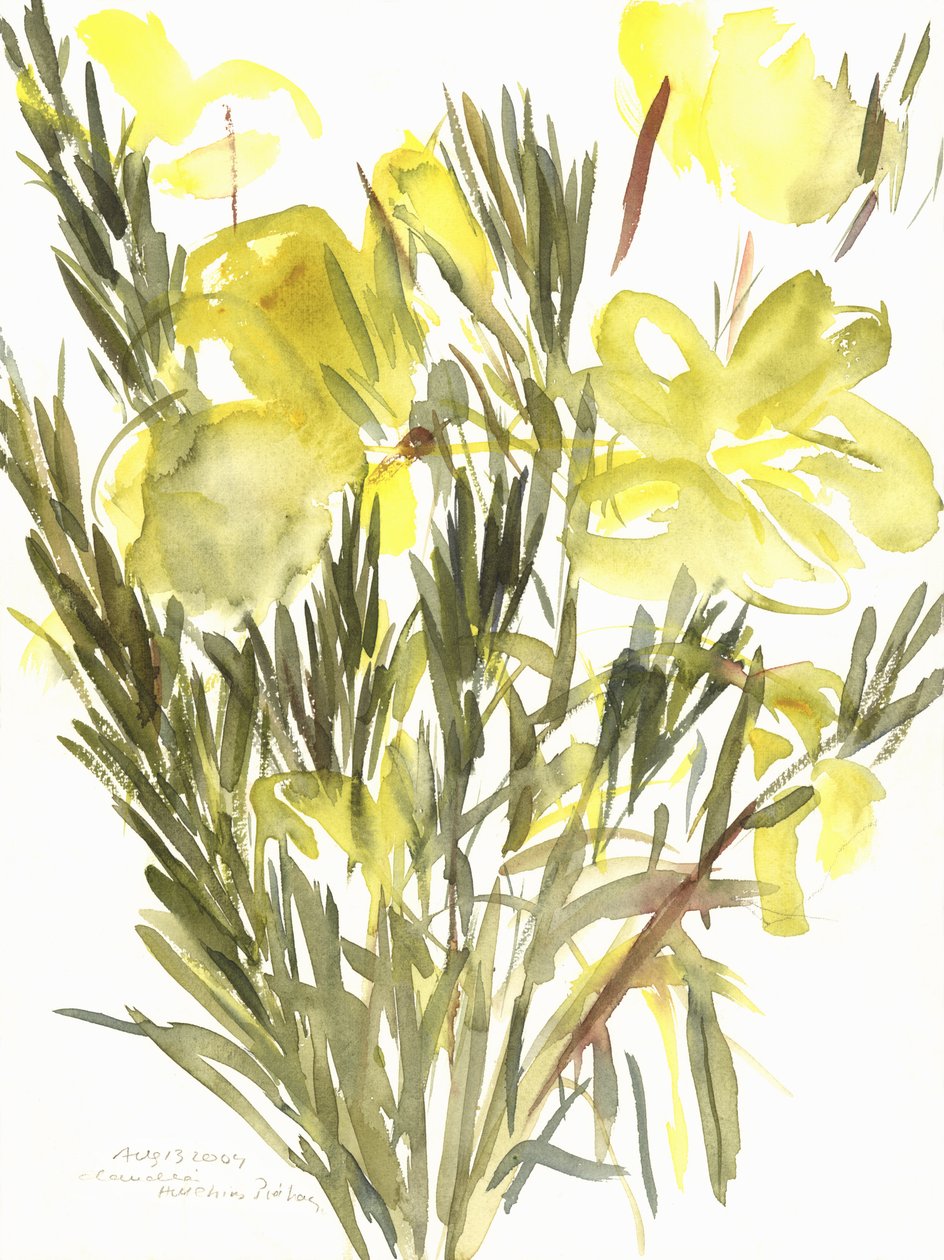 月见草; 2004（水彩画） 作者 克劳迪娅·哈钦斯（Claudia Hutchins）