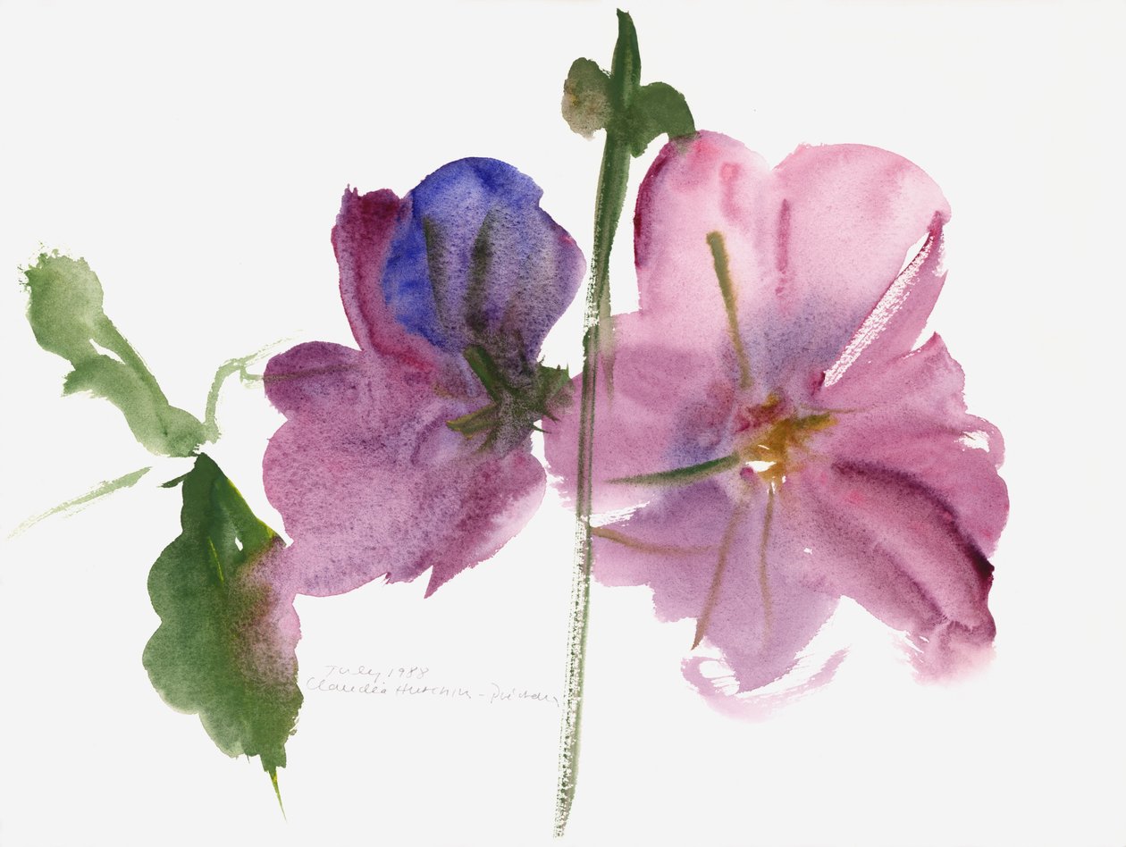 蜀葵，1988年（水彩画） 作者 克劳迪娅·哈钦斯（Claudia Hutchins）