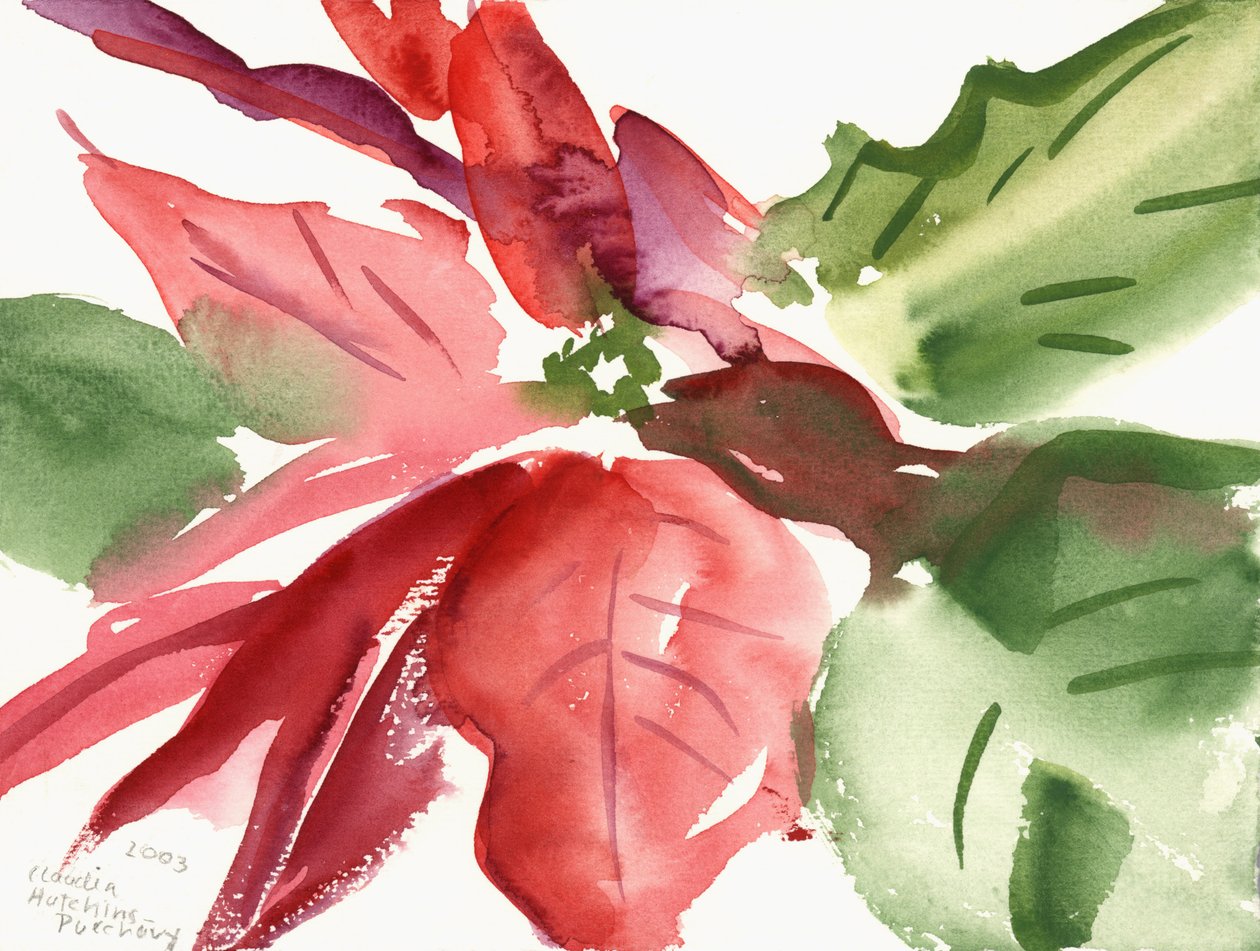 一品红，2003（水彩画） 作者 克劳迪娅·哈钦斯（Claudia Hutchins）
