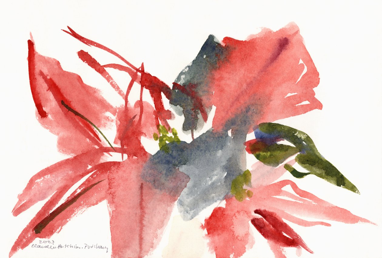 一品红，2003 作者 克劳迪娅·哈钦斯（Claudia Hutchins）