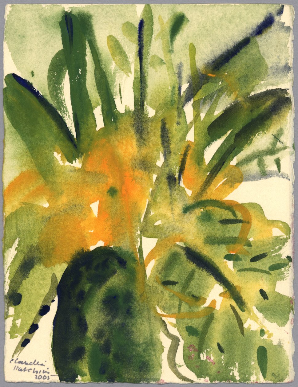 报春花，2005（水彩画） 作者 克劳迪娅·哈钦斯（Claudia Hutchins）