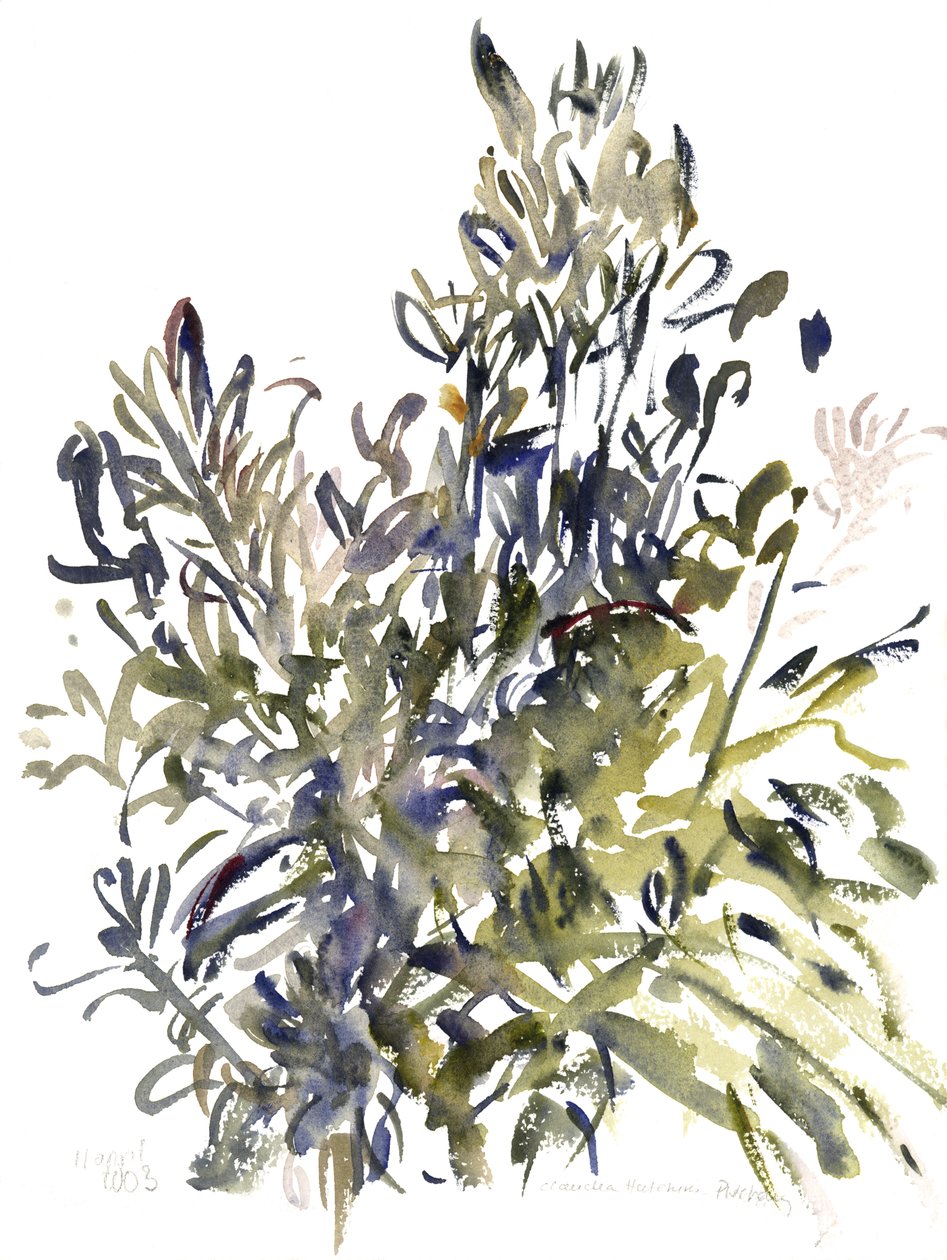 千里光和其他植物，2003年（水彩画） 作者 克劳迪娅·哈钦斯（Claudia Hutchins）