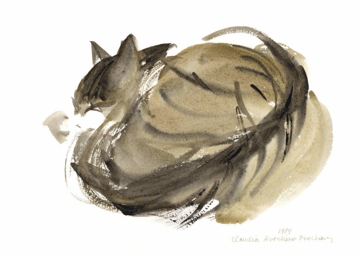 睡猫，1985年（水彩画） 作者 克劳迪娅·哈钦斯（Claudia Hutchins）