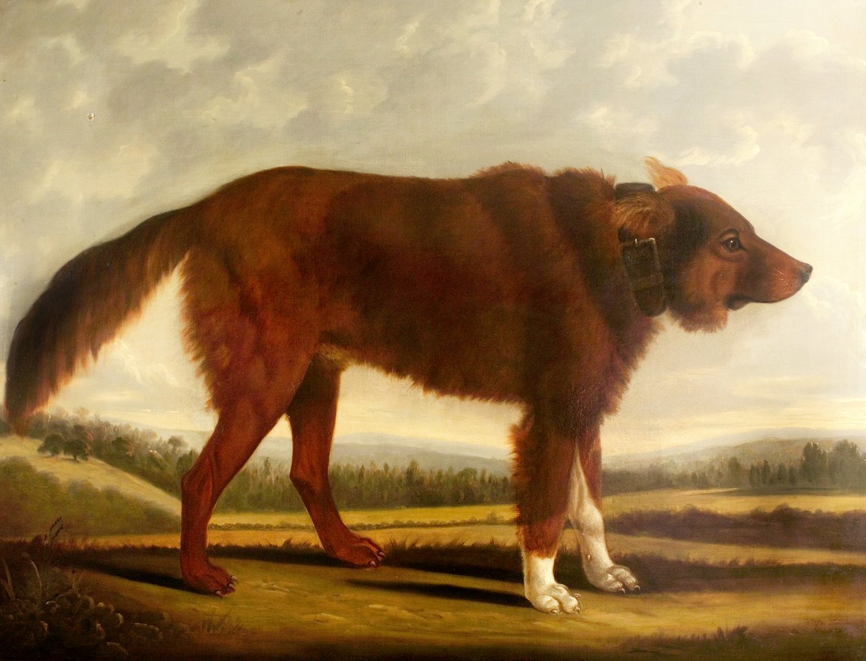 Lord Byrons Dog Lyon（The Wolf Dog），1808 作者 克利夫顿汤姆森