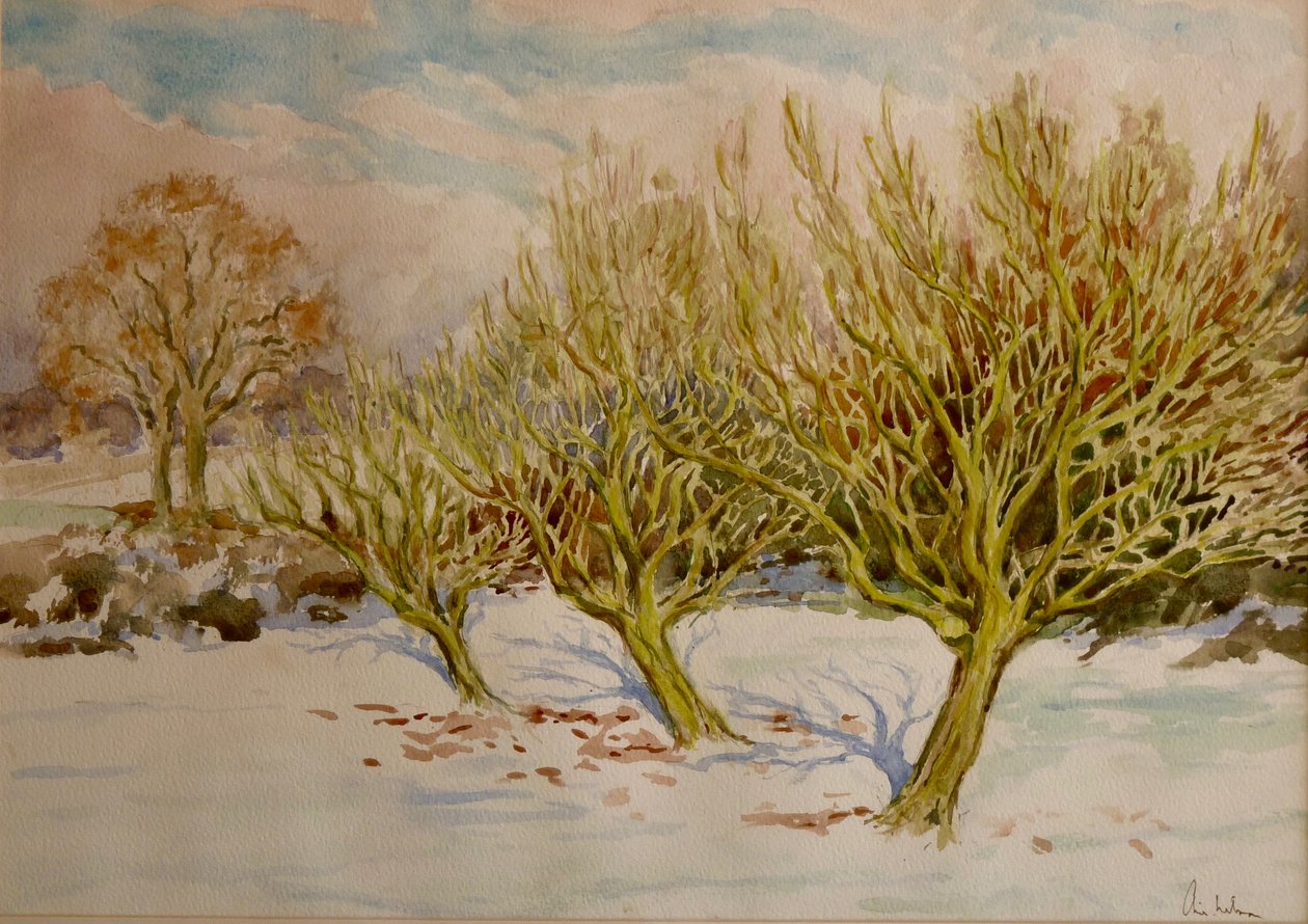 果园，2000 年 1 月的太阳（水彩画） 作者 克莱夫·威尔逊