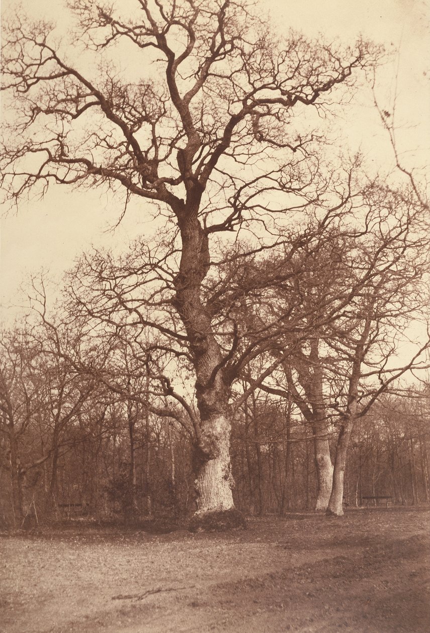 研究树木，Bois de Boulogne 作者 孔德·奥林普·阿瓜多
