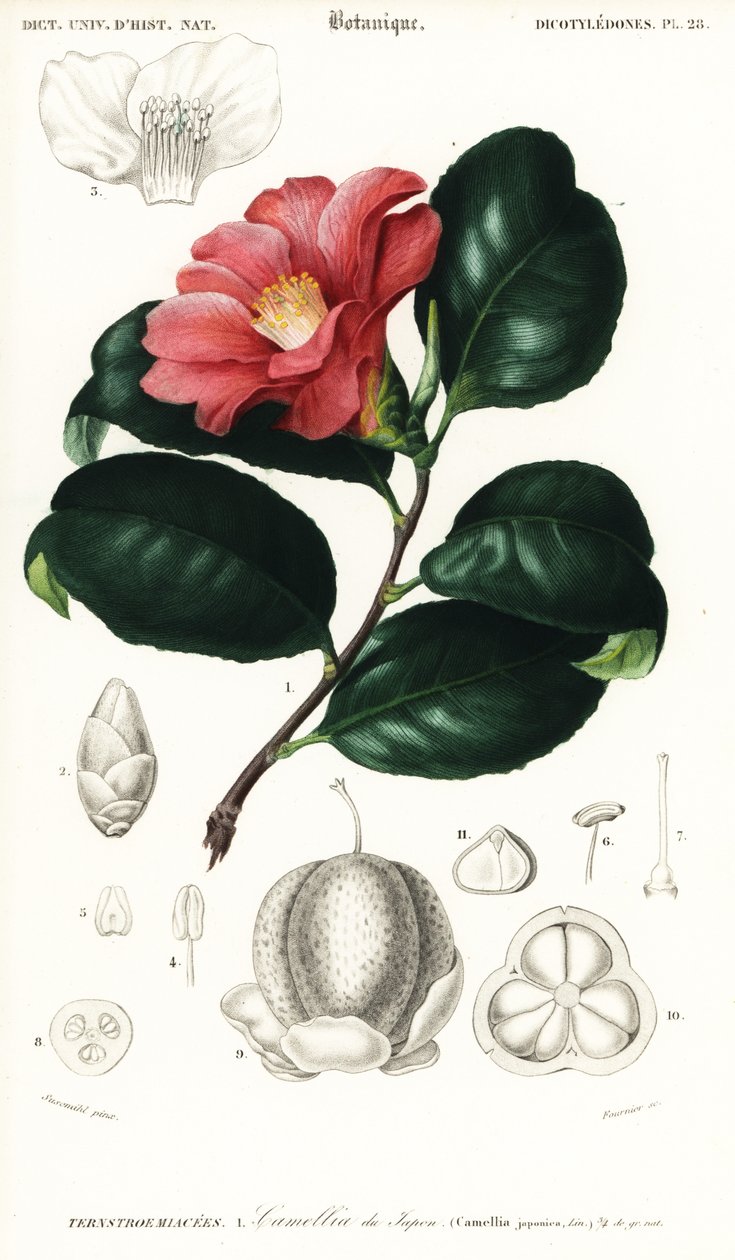 日本山茶花，Camellia japonica.1849年（雕刻） 作者 康拉德·约翰·西奥多·苏塞米尔