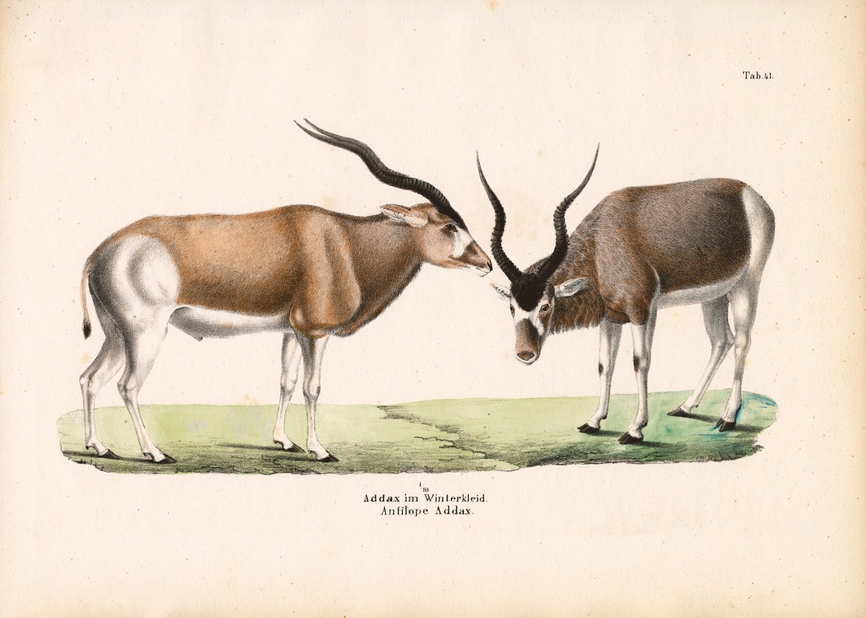 穿冬衣的 Addax 羚羊 作者 康拉德库尔