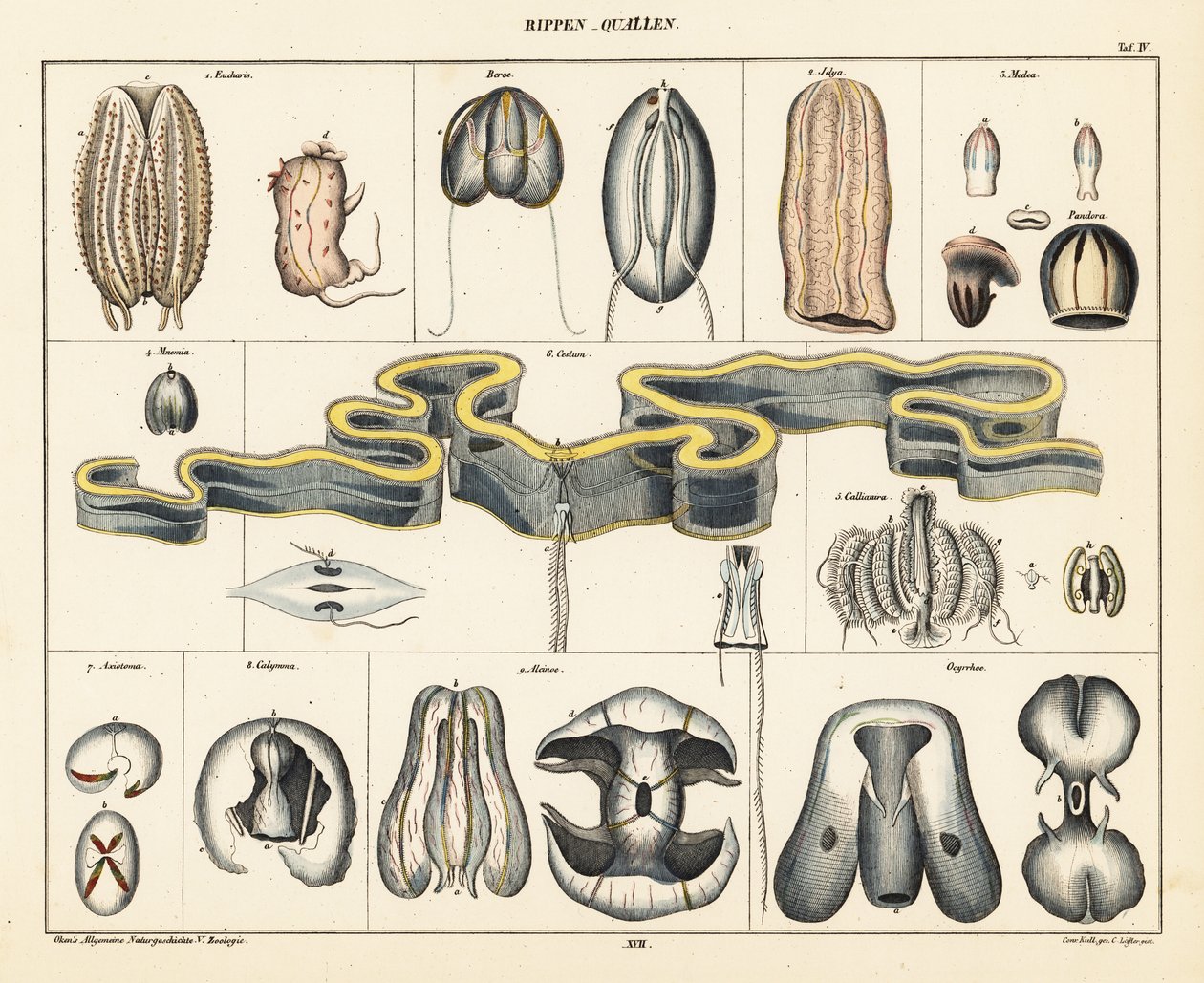 水母物种的解剖学。 ,1841（石版画） 作者 康拉德库尔