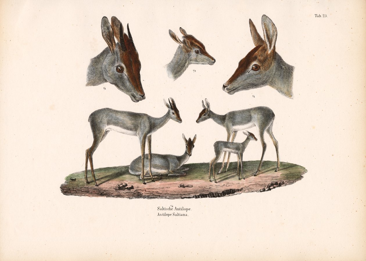 带有肖像研究的 Klipspringer 作者 康拉德库尔