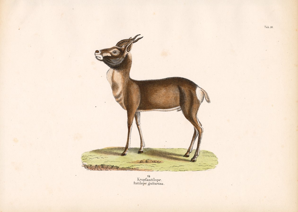 Springbok 作者 康拉德库尔