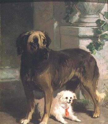 一只獒犬和一只比熊犬 作者 康拉丁·库纳乌斯（Conradyn Cunaeus）