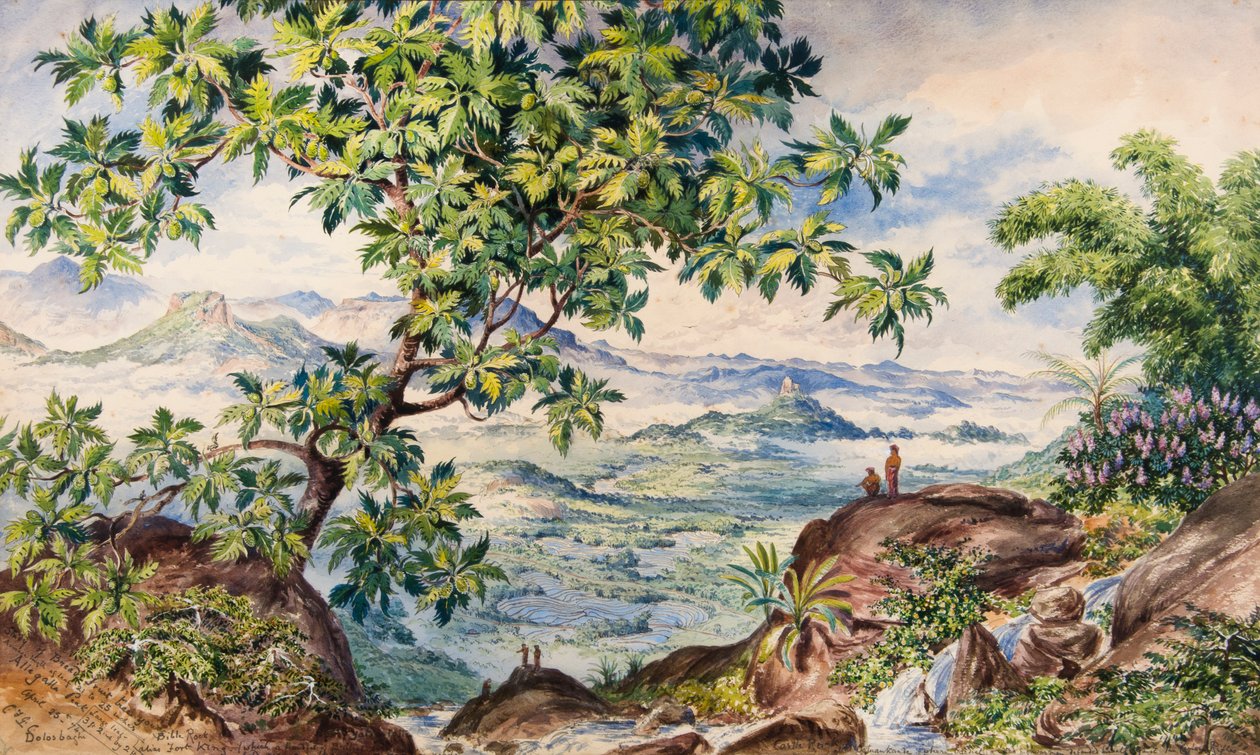 面包果树研究，阿勒加拉峰 作者 康斯坦斯·弗雷德丽卡·戈登·卡明