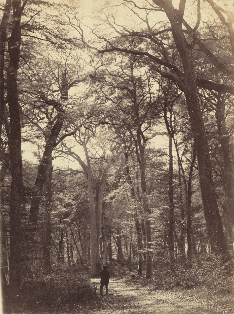 森林场景，约 1865 年1865 年（照片） 作者 康斯坦·亚历山大·法明
