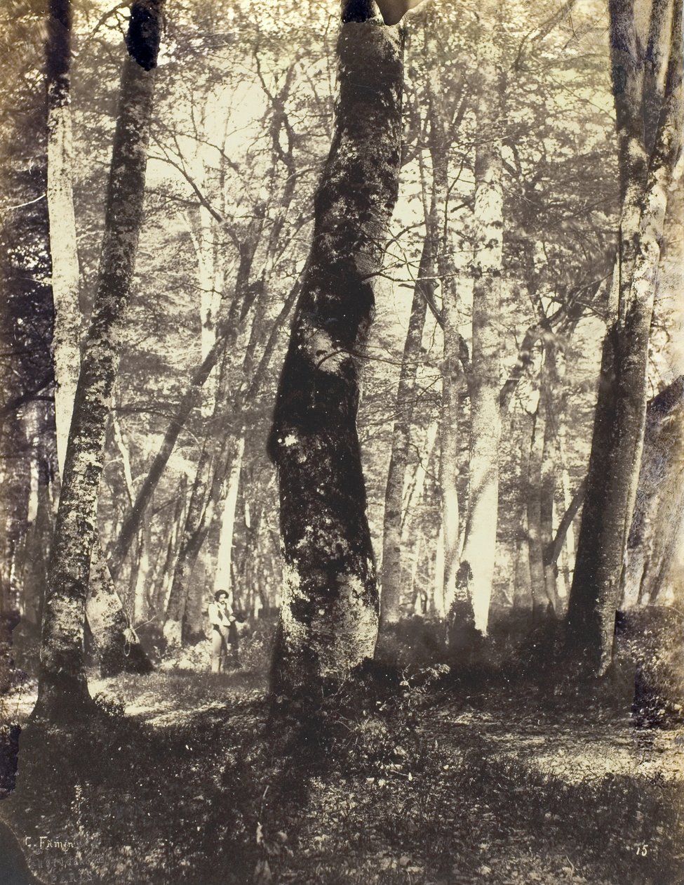 巴比松森林中的研究，186069。 作者 康斯坦·亚历山大·法明