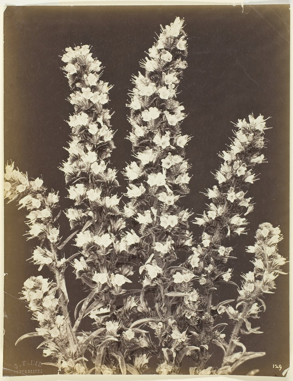 无题[开花植物]，约1870年。   作者 康斯坦·亚历山大·法明