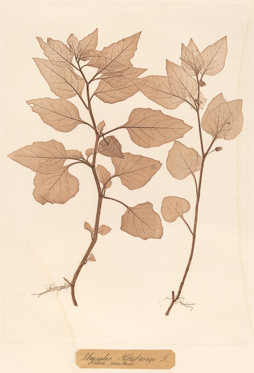 阿尔克肯吉（Physalis Alkekengi 作者 康斯坦丁·冯·埃廷豪森和阿洛伊斯·波科尔尼