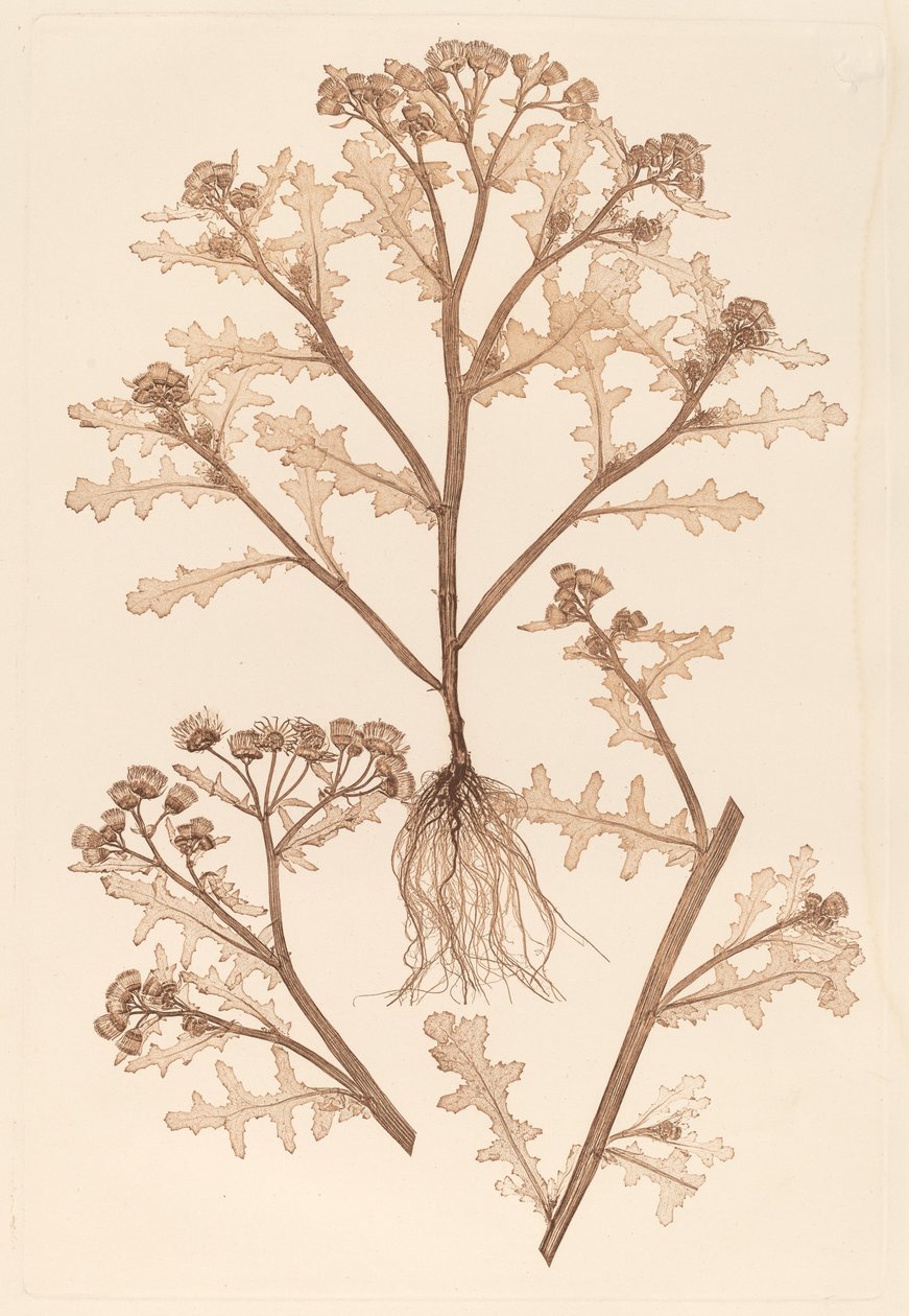 塞纳西奥（Senecio viscosus 作者 康斯坦丁·冯·埃廷豪森和阿洛伊斯·波科尔尼