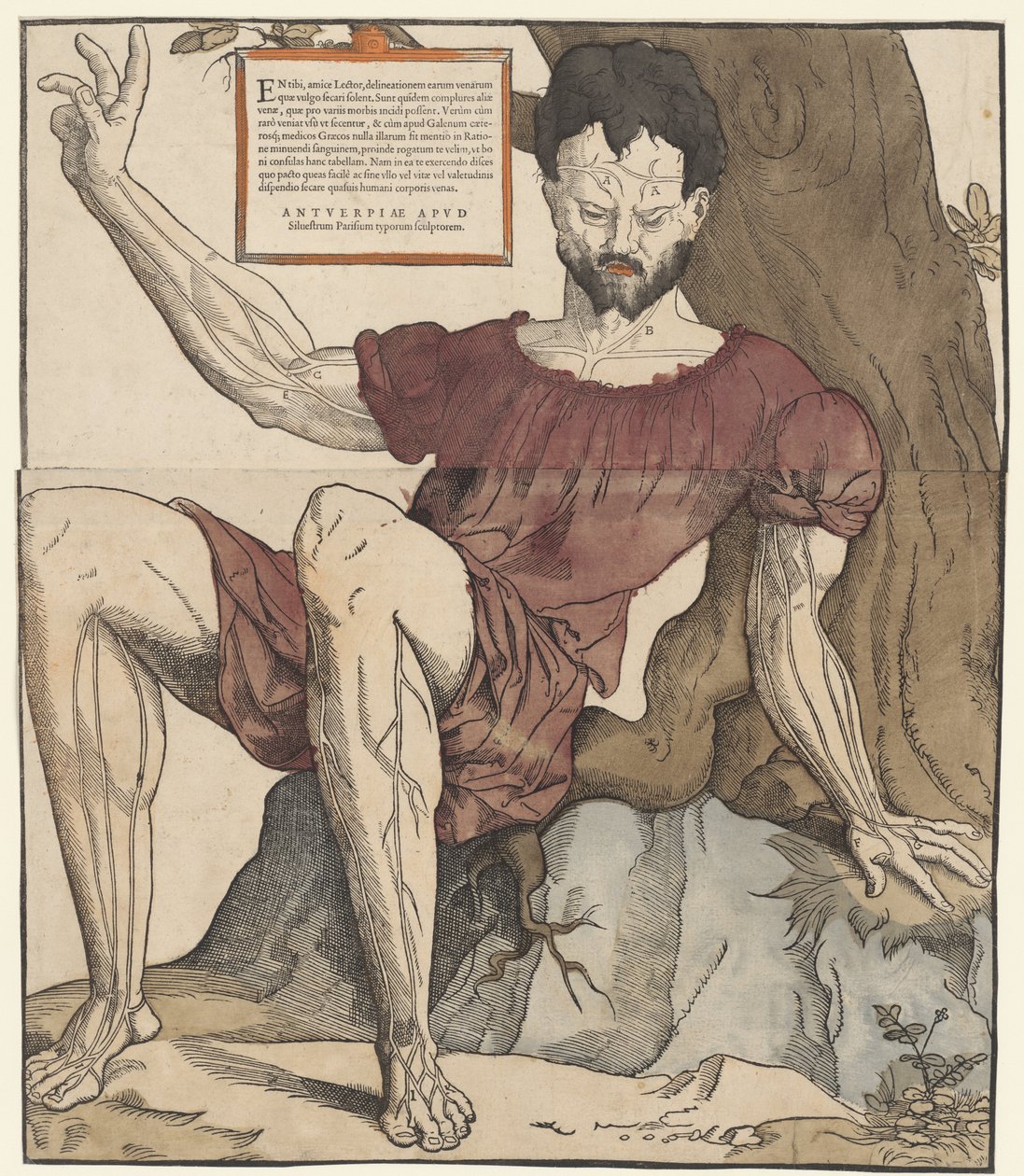 人体的血管 作者 Cornelis Anthonisz。