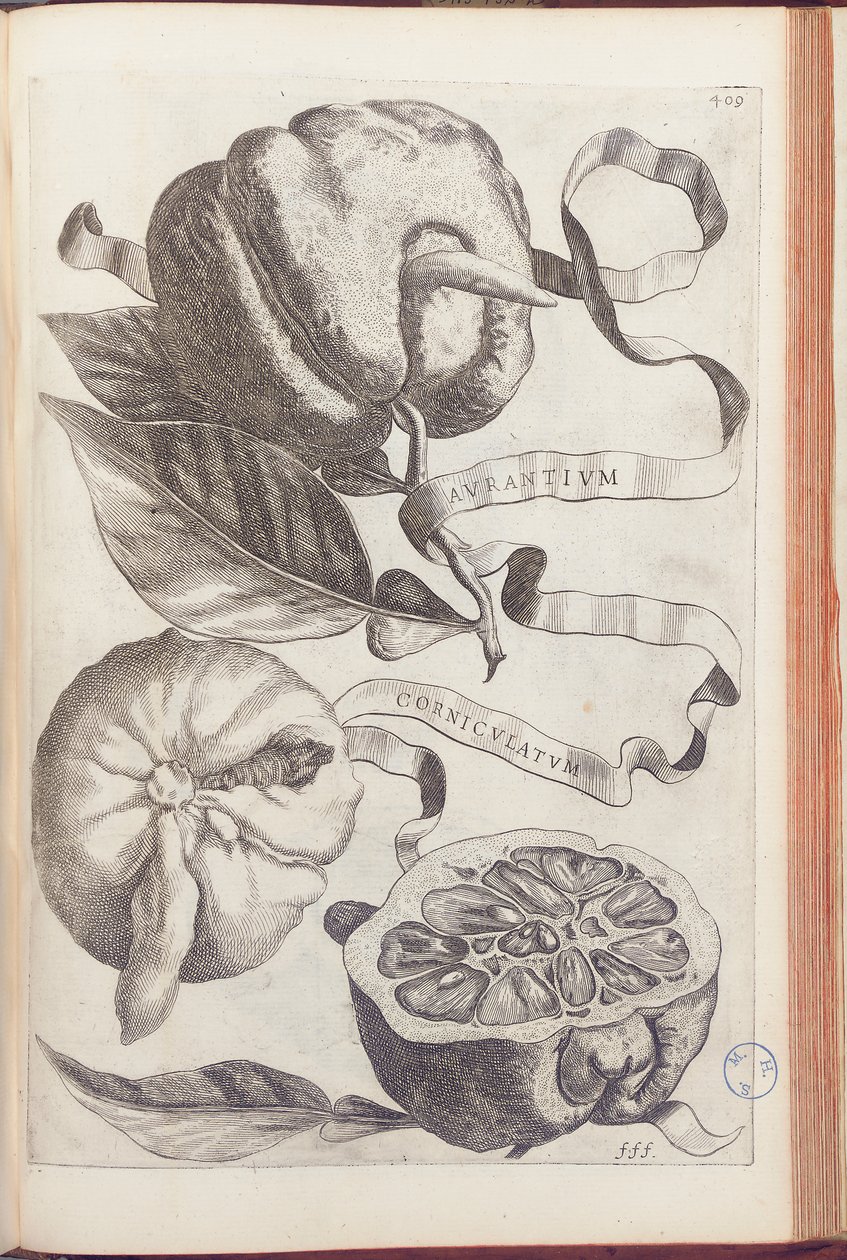 乔瓦尼·巴蒂斯塔·法拉利（Giovanni Battista Ferrari）于1646年将橙板409放回《 Hesperus，热力学的奥勒鲁姆文化与实践四方组合》中 作者 科尼利斯·布洛埃马特（Cornelis Bloemaert）