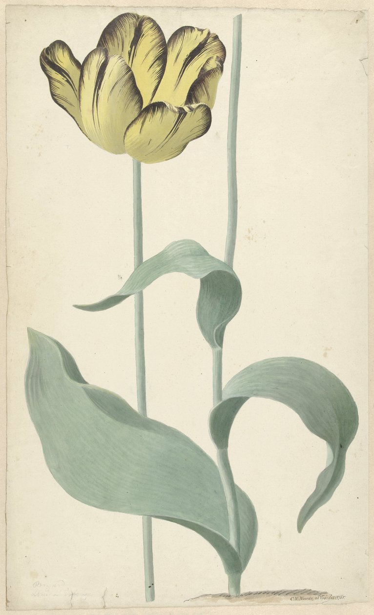 作者：Tulp Bizard Louis d
