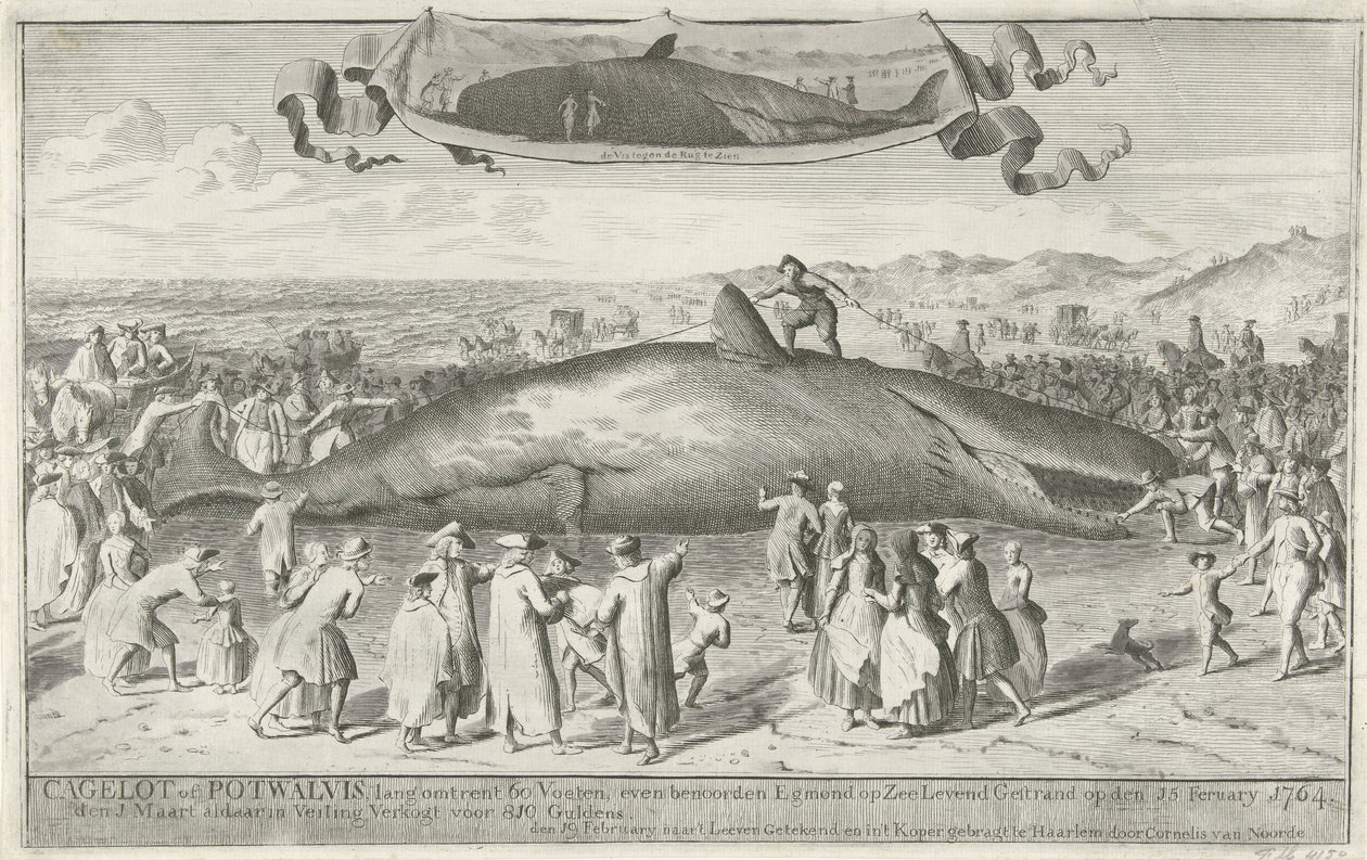 1764 年在 Egmond aan Zee 附近搁浅的抹香鲸
卡格罗特鲸或抹香鲸，长约 60 英尺，1764 年 2 月 15 日在 Egmond aan Zee 以北被活活搁浅。3 月 1 日以 810 盾的价格被拍卖（物品上有标题）。 作者 科内利斯·范·诺德