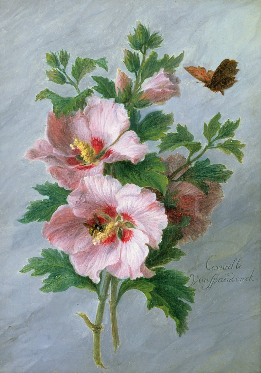 芙蓉对大理石壁架 作者 Cornelis van Spaendonck